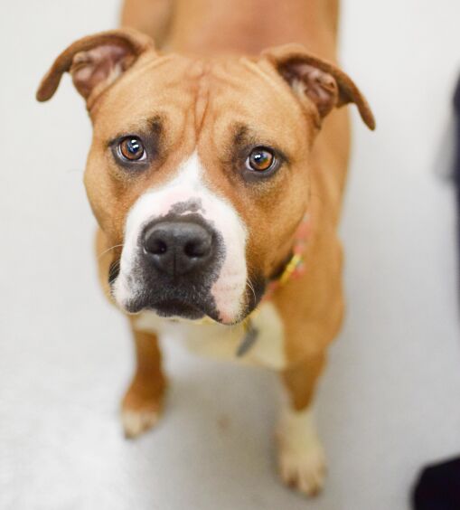 Mental Health for Dogs: How to Reduce Stress and Anxiety in Your Pet image